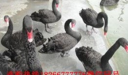 黑天鹅技能爆料最新,颠覆传统，引领未来创新力量